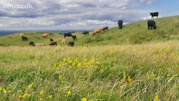 Livestream: Fortidens og fremtidens vilde natur